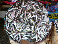 herring bait